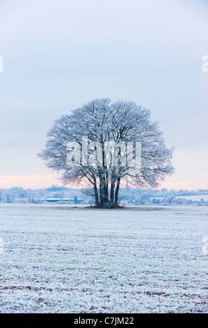 Trasformata per forte gradiente gelo su albero Foto Stock