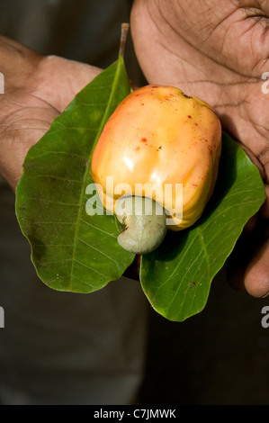 Uomo con le mani in mano la visualizzazione su una foglia un anacardi attaccata alla sua anacardi apple al Marari Beach, Mararikulam, Kerala, India Foto Stock