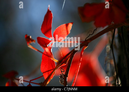 Vista ravvicinata del ramo di edera con foglie di colore rosso scuro su sfondo sfocato e parzialmente sfocato in primo piano. Foto Stock