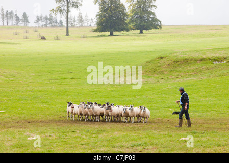 Un pastore concorrente concorrenti a Mondo cane di pecora prove a Lowther, Penrith, Cumbria, Regno Unito. Foto Stock