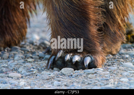 Maschio marrone / Orso grizzly, il Parco Nazionale del Lago Clark, Alaska. Foto Stock