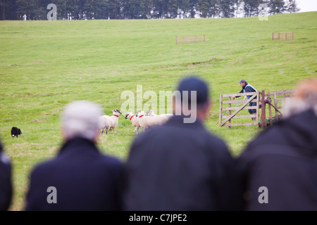 Un pastore concorrente concorrenti a Mondo cane di pecora prove a Lowther, Penrith, Cumbria, Regno Unito. Foto Stock