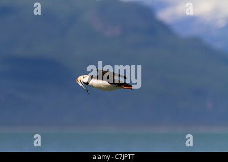 Cornuto puffin in volo, vicino il Parco Nazionale del Lago Clark, Alaska. Foto Stock