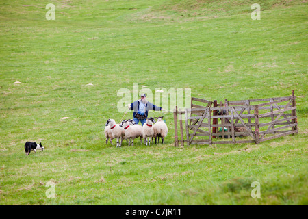 Un pastore concorrente concorrenti a Mondo cane di pecora prove a Lowther, Penrith, Cumbria, Regno Unito. Foto Stock