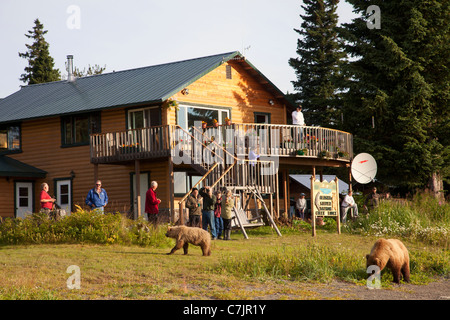 Marrone / Orso grizzly al Salmone Argento Creek Lodge, il Parco Nazionale del Lago Clark, Alaska. Foto Stock