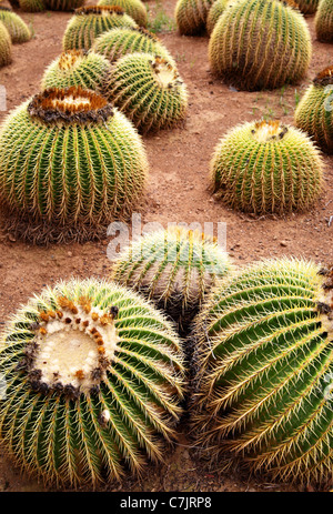 Golden barrel cactus close-up (Echinocactus grusonii) Foto Stock