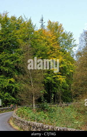 Una strada alberata in corrispondenza del bordo di Thirlmere nel distretto del lago, Cumbria, Inghilterra Foto Stock