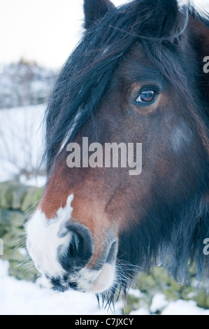 Primo piano della testa del cavallo (faccia, lunga criniera che copre 1 occhio, naso, narice, museruola, guardando la macchina fotografica) durante la giornata invernale nevosa - West Yorkshire, Inghilterra, Regno Unito. Foto Stock