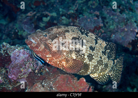 Brown-Marbled cernia Epinephelus fuscoguttatus, essendo pulito mediante un pulitore di Bluestreak pesce o Wrasse, Labroides dimidiatus. Foto Stock