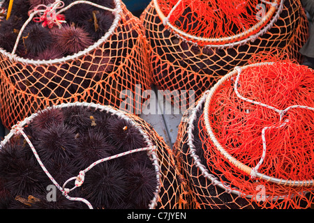 Appena raccolto rosso ricci di mare sono scaricati nel carrello per il trasporto al mercato, Santa Barbara Porto, California Foto Stock