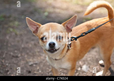 Il Chihuahua è la più piccola razza di cane ed è chiamato così per lo stato di Chihuahua in Messico. Foto Stock