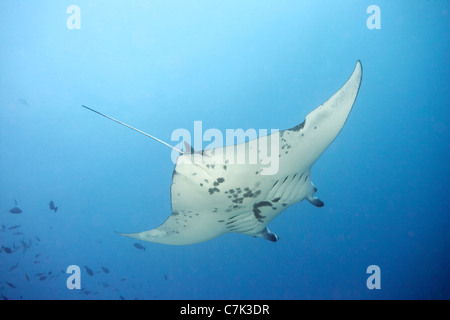 Giant manta ray nuotare nell'oceano Foto Stock