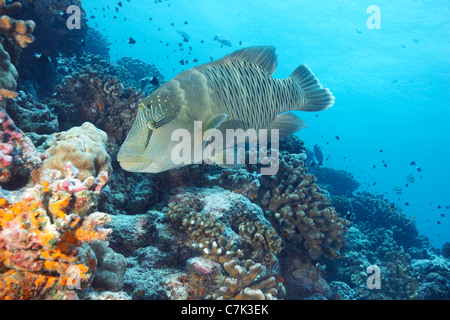 Un pesce napoleone nuoto in corallo Foto Stock