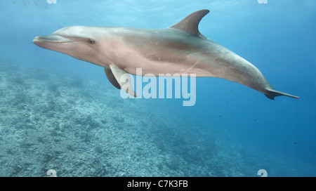 Il tursiope o delfino maggiore nuotare nell'oceano Foto Stock