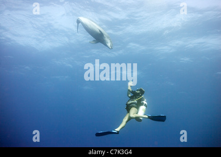 Nuoto subacqueo con il tursiope o delfino maggiore Foto Stock