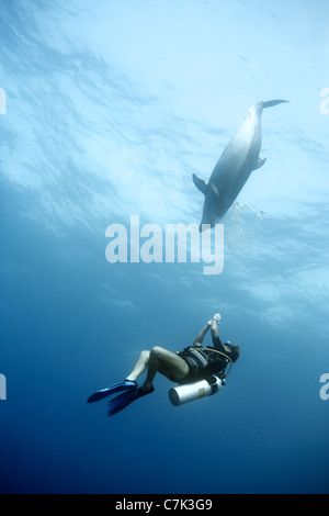 Nuoto subacqueo con il tursiope o delfino maggiore Foto Stock