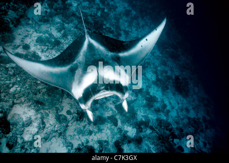 Manta ray nuoto in corallo Foto Stock