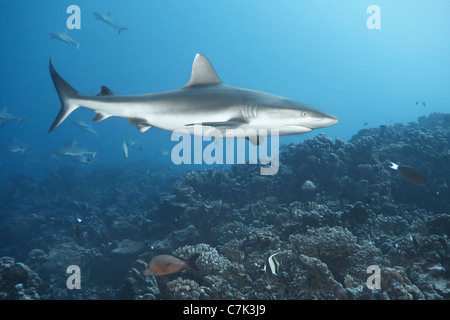 Punta Bianca reef shark nuoto in corallo Foto Stock