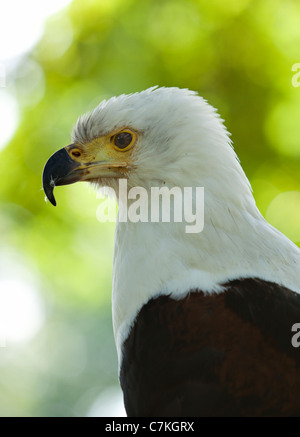 African fish eagle ritratto Foto Stock