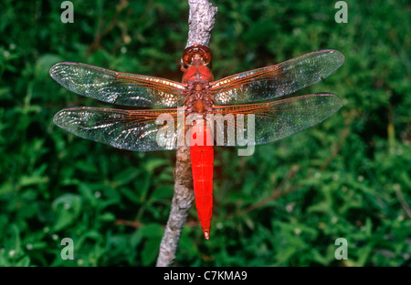 Fiamma / petardo / big red skimmer dragonfly (Libellula (=Belonia) saturata: Libellulidae) maschio, Messico Foto Stock