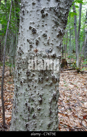 Corteccia di faggio malattia su American faggio (Fagus grandifolia) nella zona di cloruro di potassio in montagna nelle White Mountains, NH USA Foto Stock