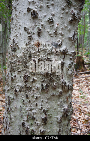 Corteccia di faggio malattia su American faggio (Fagus grandifolia) nella zona di cloruro di potassio in montagna nelle White Mountains, NH USA Foto Stock