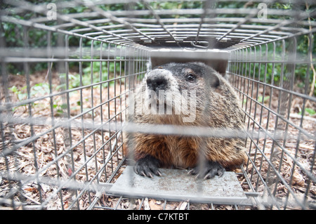 Un grande marmotta marmotta nordamericana o seduti in un umano / hanno a cuore trap in un giardino in New Jersey, USA. Foto Stock