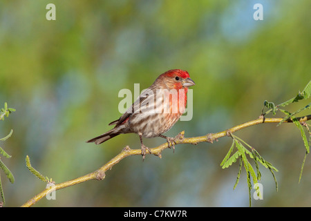 House Finch Carpodacus mexicanus Tucson, Arizona, Stati Uniti 16 aprile maschio adulto Fringillidae Foto Stock