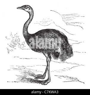 Comune o Rhea Rhea americana, vintage illustrazioni incise. Trousset enciclopedia (1886 - 1891). Foto Stock