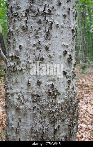 Corteccia di faggio malattia su American faggio (Fagus grandifolia) nella zona di cloruro di potassio in montagna nelle White Mountains, NH USA Foto Stock