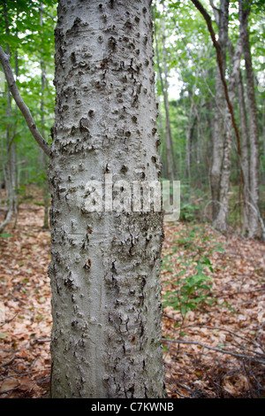 Corteccia di faggio malattia su American faggio (Fagus grandifolia) nella zona di cloruro di potassio in montagna nelle White Mountains, NH USA Foto Stock