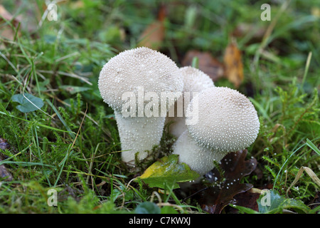 Puffball comuni funghi Lycoperdon perlatum Foto Stock