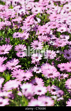 Viola Osteospermum Daisy prato Foto Stock