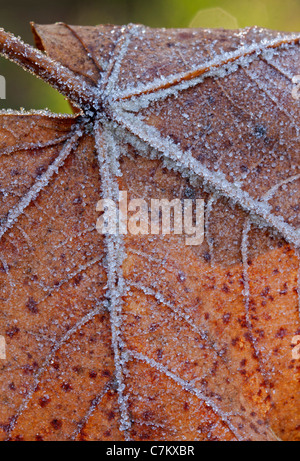 Foglie di autunno con brina Foto Stock