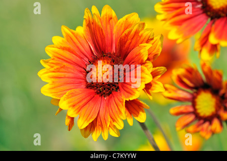 Primo piano da coccarda fiori (Gaillardia) Foto Stock