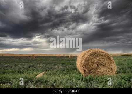 Balle di fieno e di prateria Storm campo di erba medica Foto Stock