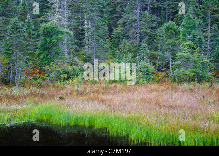 Area di zone umide nella vittoria Basin Wildlife Management Area nella vittoria, Vermont usa durante gli ultimi mesi estivi. Foto Stock