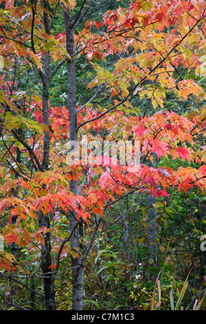 Acero in zone umide area della vittoria Basin Wildlife Management Area nella vittoria, Vermont negli Stati Uniti. Foto Stock