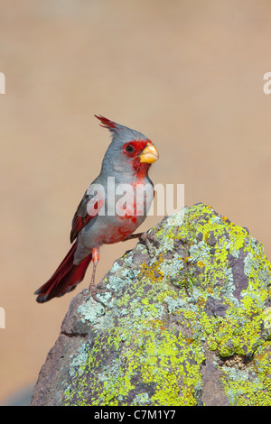 Pyrrhuloxia Cardinalis sinuatus Tucson Pima County, Arizona, Stati Uniti 16 aprile maschio adulto Cardinalidae Foto Stock