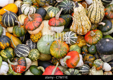Zucche colorato assortimento sul mercato Foto Stock