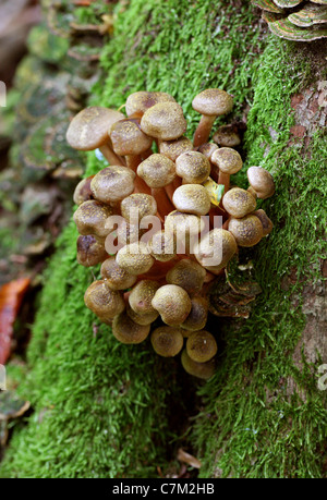 Il miele fungo Armillaria mellea, Physalacriaceae Foto Stock