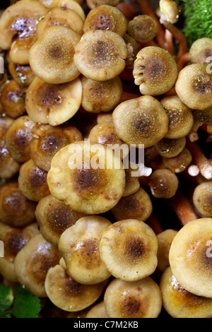 Il miele fungo Armillaria mellea, Physalacriaceae Foto Stock