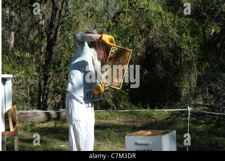 Apicoltore tendente al miele api, Queensland, Australia Foto Stock