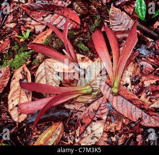 Tropical dipterocarp semi alati sul suolo della foresta, Mulu National Park, Sarawak, Borneo Malesia orientale. Foto Stock