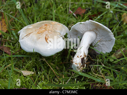 Bianco di funghi, Tricholoma stiparophyllum, Tricholomataceae. Foto Stock