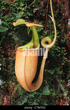 Pianta brocca, Nepenthes bicalcarata (superiore pitcher) Mulu National Park, Sarawak, Borneo Malaysia orientale Foto Stock