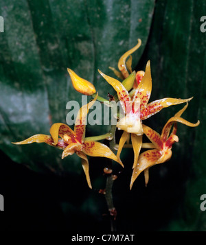 Wild Orchid, Plocoglottis acuinata (BI) Sabah, Malesia orientale Foto Stock