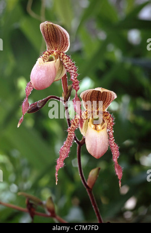 Orchid, Paphiopedilum sp., ibrido, Sabah, Malayasia Est Foto Stock