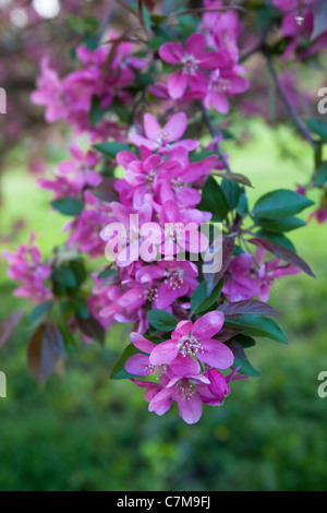 Fiore di Ciliegio in Arnold Arboretum, Jamaica Plain, Boston, Massachusetts, STATI UNITI D'AMERICA Foto Stock