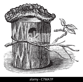 Parrocchetto nido fatto di incavo tronco di albero, vintage illustrazioni incise. Trousset enciclopedia (1886 - 1891). Foto Stock